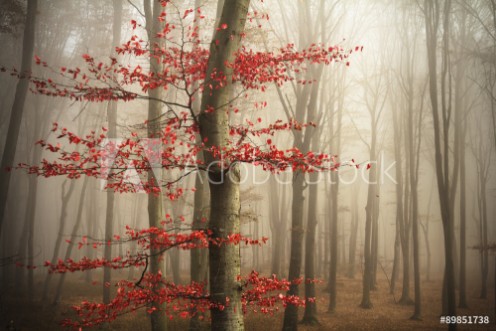 Picture of Red tree in misty forest